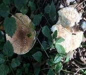 Spitzschuppiger Schirmling, Foto 46