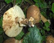 Spitzschuppiger Schirmling, Foto 48