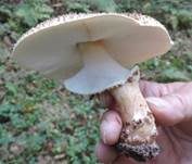 Spitzschuppiger Schirmling, Foto 56