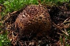 Spitzschuppiger Schirmling, Foto 59
