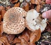Spitzschuppiger Schirmling, Foto 62