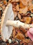 Spitzschuppiger Schirmling, Foto 64