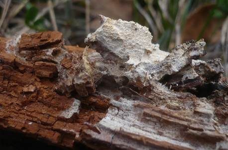 Spitzstacheliger Zähnchen-Rindenpilz, Foto 2