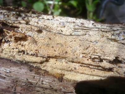 Spitzstacheliger Zähnchen-Rindenpilz, Foto 4