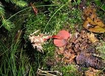 Blutroter Hautkopf, Foto 19
