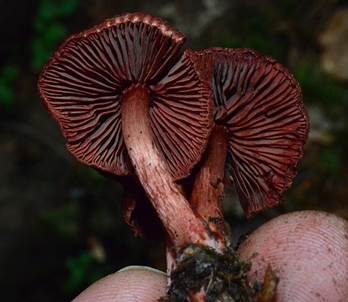 Blutroter Hautkopf, Foto 4
