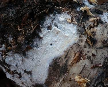 Sporen-Apiculus Gewebehaut, Foto 2
