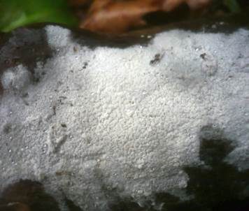 Sporen-Apiculus Gewebehaut, Foto 3
