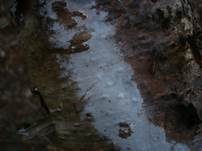 Sporen-Apiculus Gewebehaut, Foto 5