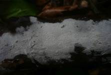 Sporen-Apiculus Gewebehaut, Foto 8