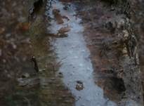Sporen-Apiculus Gewebehaut, Foto 9