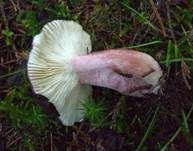 Stachelbeertäubling, Foto 19