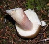 Stachelbeertäubling, Foto 8