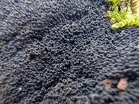 Stacheliger Krustenhöckerpilz, Foto 6