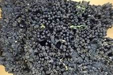 Stacheliger Krustenhöckerpilz, Foto 7