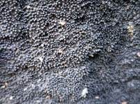 Stacheliger Krustenhöckerpilz, Foto 8