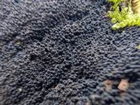Stacheliger Krustenhöckerpilz, Foto 10