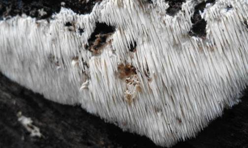 Stachelrindenpilz, Foto 2