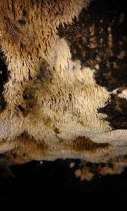 Stachelrindenpilz, Foto 3