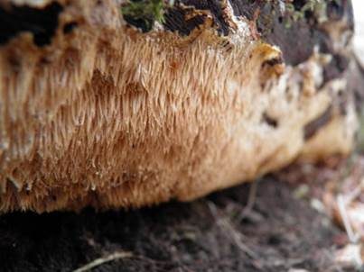 Stachelrindenpilz, Foto 4