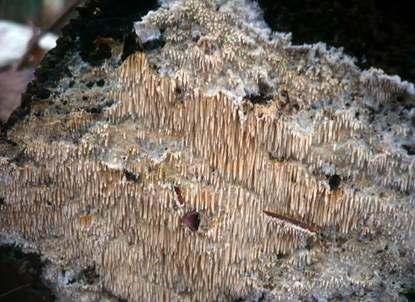 Stachelrindenpilz, Foto 5