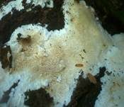 Stachelrindenpilz, Foto 6