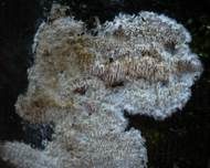 Stachelrindenpilz, Foto 8