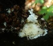 Stachelrindenpilz, Foto 10