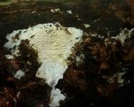 Stachelrindenpilz, Foto 11