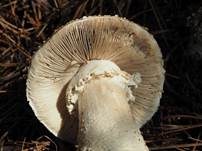 Stachelschuppiger Wulstling, Foto 12