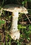 Stachelschuppiger Wulstling, Foto 13