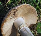 Stachelschuppiger Wulstling, Foto 14