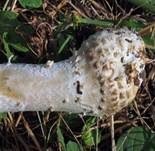 Stachelschuppiger Wulstling, Foto 15