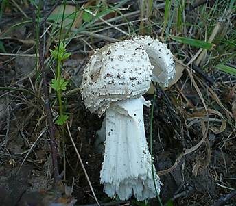Stachelschuppiger Wulstling, Foto 4