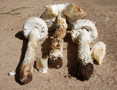 Stachelschuppiger Wulstling, Foto 5