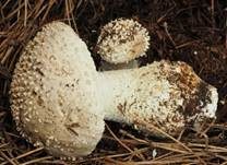 Stachelschuppiger Wulstling, Foto 7