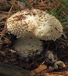 Stachelschuppiger Wulstling, Foto 8