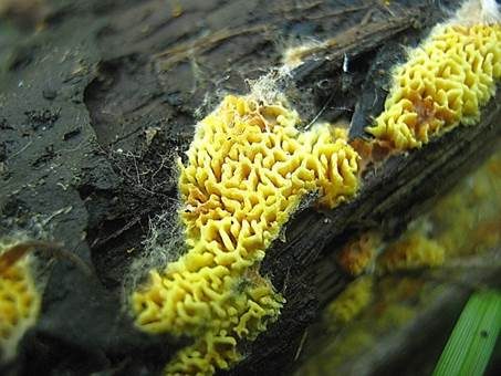 Stachelsporige Lindtneria, Foto 2