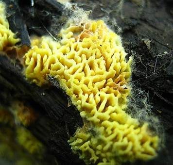 Stachelsporige Lindtneria, Foto 3