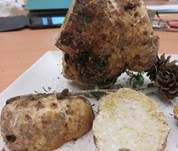 Stachelsporiger Mäandertrüffel, Foto 27