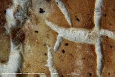 Stachelsporiger Mäandertrüffel, Foto 32