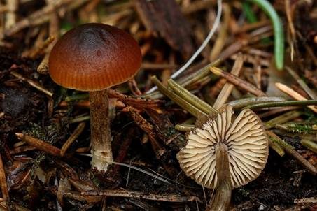 Stachelsporiges Graublatt, Foto 3