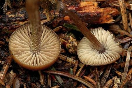 Stachelsporiges Graublatt, Foto 4