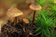 Stachelsporiges Graublatt, Foto 6