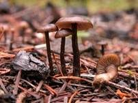 Stachelsporiges Graublatt, Foto 9