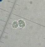 Stachelsporiges Graublatt, Foto 10