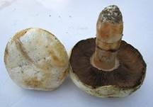 Stadtchampignon, Foto 12