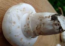 Stadtchampignon, Foto 13