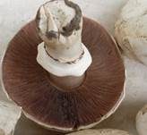 Stadtchampignon, Foto 14