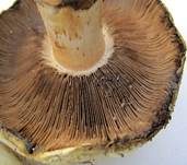 Stadtchampignon, Foto 15
